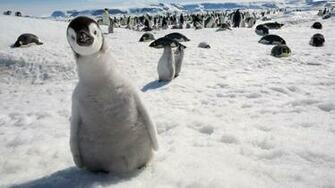 Cute Penguin Wallpaper For Desktop On