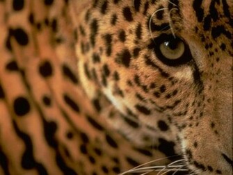 Leopard Wallpaper Image And Animals Pictures