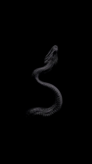 Laura Bel M On Wallpaper Snake Black