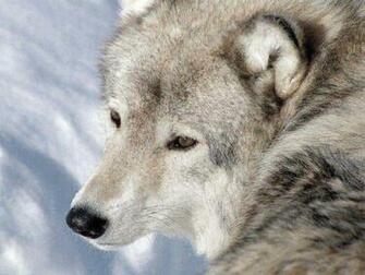 Wolf Love Wallpaper