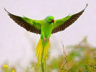 The Parrot Is A Medium Sized Group Of Birds With Being Best
