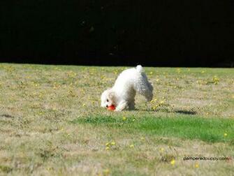 Toy Poodle Playing Fetch Dogs Wallpaper