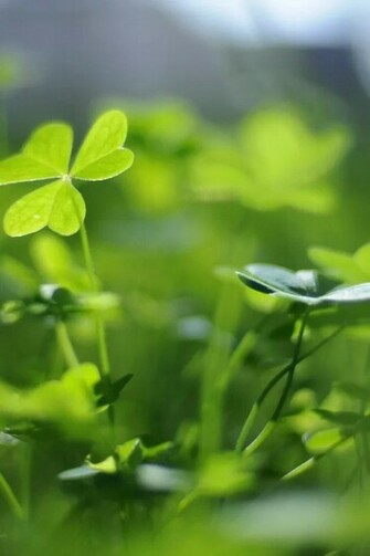 Clover iPhone 4s Wallpaper iPad