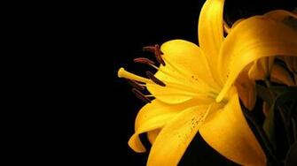 Flowers Wallpaper HD Full 1080p