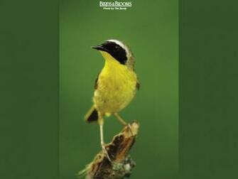 Birding Birds Blooms