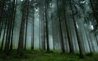 Pine Tree Wallpaper X Net