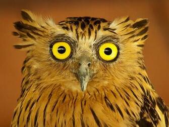 Cool Owl Wallpaper
