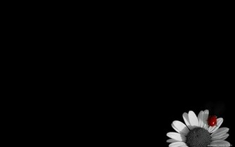 Wallpaper Simple Black HD Background Desktop