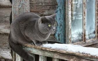 Korat Cat On Brown Wooden Surface HD Wallpaper