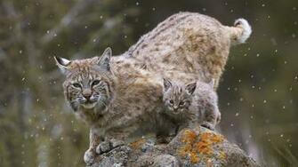 HD Bobcat Wallpaper
