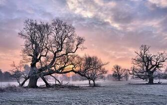 Wallpaper Winter Tree Sunset Gdefon Original Derevo