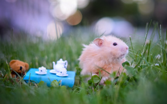 Hamster High Definition Wallpaper