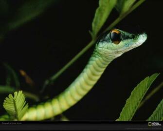 Green Tree Snake Wallpaper