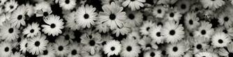 Black And White Flower Wallpaper Image Pictures Becuo
