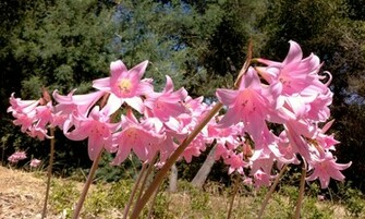 Pin Belladonna Lily HD Wallpaper High Definition
