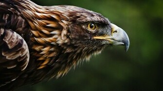 Golden Eagle Wallpaper Live HD Hq Pictures Image