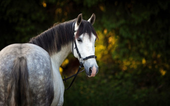 Lovely Gray Horse Desktop Wallpaper HD