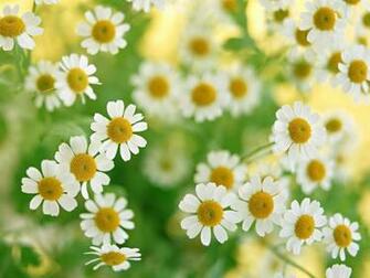 Mobile Wallpaper Feedio Net Daisy Flower