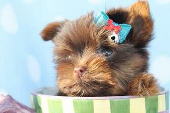 Teacup Puppy Wallpaper Desktop Amazing