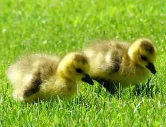 Awesome HD Duck Wallpaper In For Your