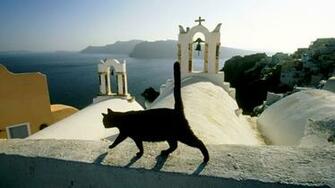 Cats Animals Santorini Islands Greece Wallpaper High