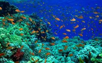 Fish Pictures Ocean Wallpaper Chapter HD Animal