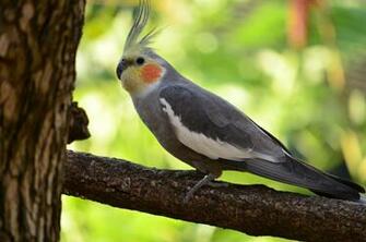 Cockatiel Wallpaper