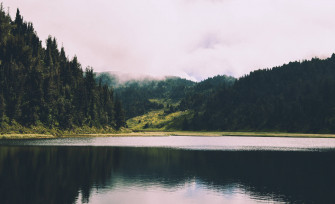 Forest Lake Wallpaper