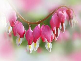 Flower Hearts Wallpaper HD