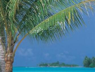 Palm Trees Tropical Wallpaper