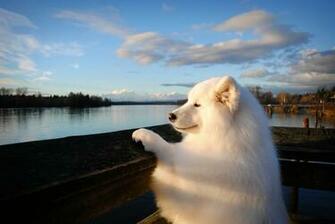 Samoyed Dog Muzzle Bushy Stock Photos Image HD Wallpaper
