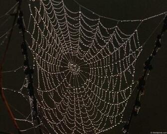 Spiderweb Related Keywords Amp Suggestions Long