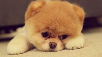 Puppy Computer Wallpaper Desktop Background Id