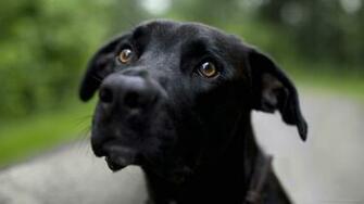 Dog Picture For iPhone Blackberry iPad The Black Screensaver