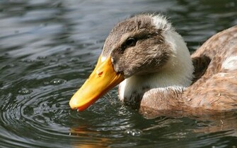 Mallard Duck Desktop Wallpaper