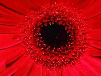 Gerbera Daisy Wallpaper Flowers Nature