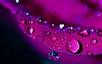 Purple Rose Wallpaper High Definition Quality