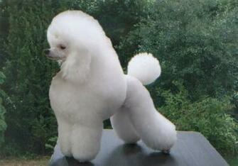 Poodle Funne Image Desktop Background For HD Wallpaper Wall