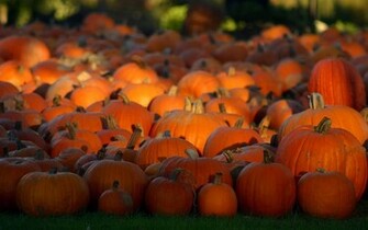 Keywords Pumpkin Wallpaper Desktopwallpaper