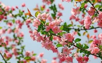 Desktop Wallpaper Flowers Sf