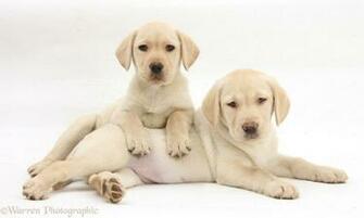 Lab Puppy Dogs Wallpaper Desktop Html Filesize 412k