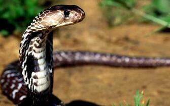 King Cobra HD Wallpaper Background Image Id