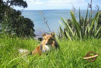 Sheltie Wallpaper