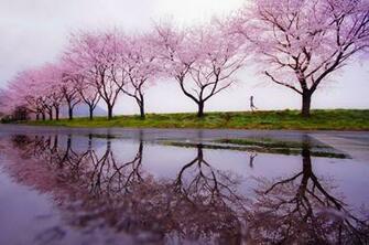 Related Pictures Rainy Night Lights Umbrella Purple City Rain