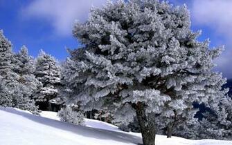 Widescreen Winter Snow Scenes Dreamy