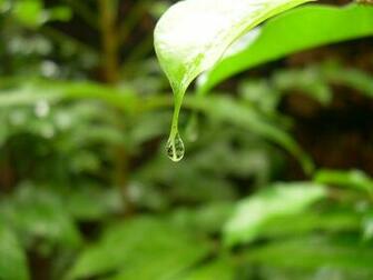 Green Leaf Wallpaper Stock Photos