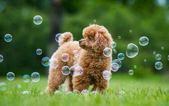 Poodle Dogs Wallpaper