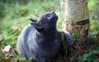 Close Up Photo Of Korat Cat HD Wallpaper