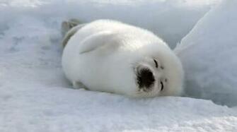 Harp Seal Wallpaper Tag Archives