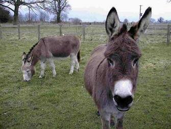 Donkey Wallpaper Animals Library
